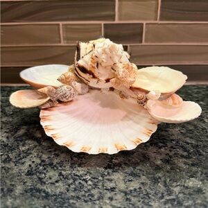 🐚 Decorative Seashell Collection 🐚